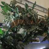 ...tra cui una monstera deliciosa che � con lui da pi� di cinquant�anni